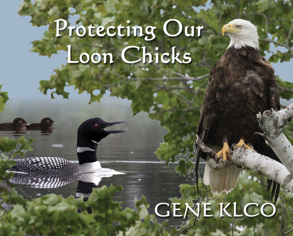Protecting Our Loon Chicks - Gene Klco